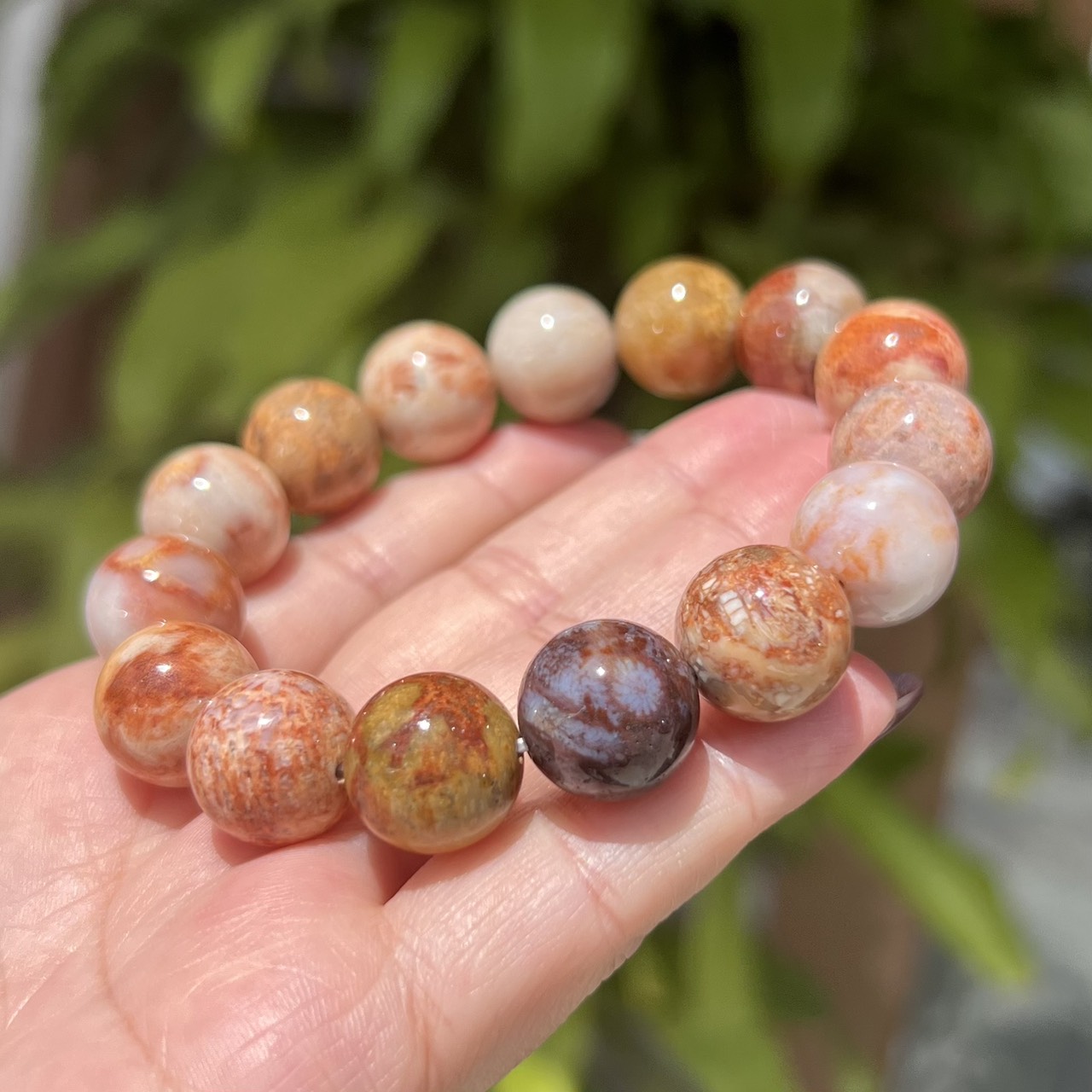 フォッシルコーラル