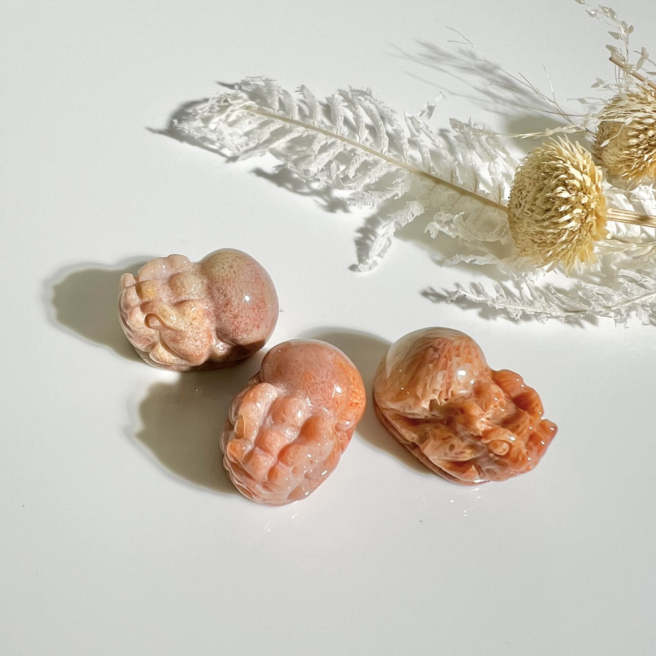 フォッシルコーラル